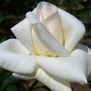 White Swan