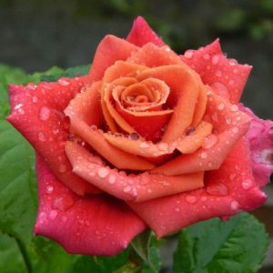 Mirabai